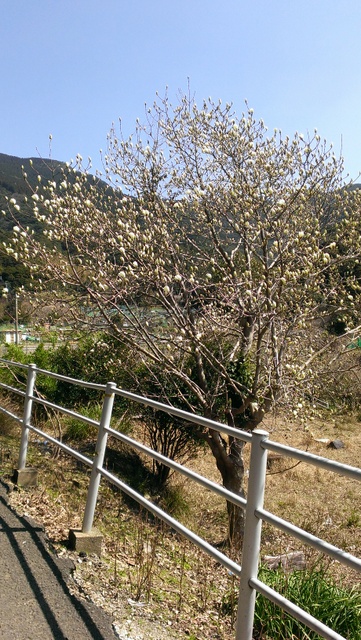 野母崎サイクリングロードラン コースケ 長崎 Times 野母崎サイクリングロードラン コースケ 長崎 Times