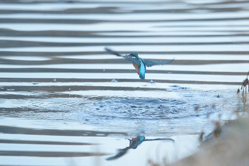 130305 雄の水物など_c0278820_1646814.jpg