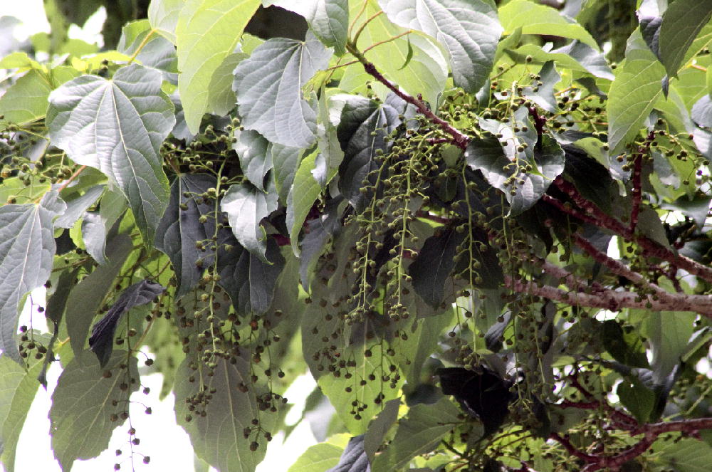 イイギリ 花 など 三重野生生物談話会bbsブログ 植物編