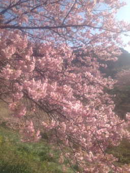 南の桜♪_a0096529_222234100.jpg