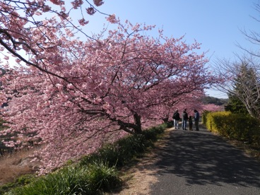 南の桜♪_a0096529_22333240.jpg