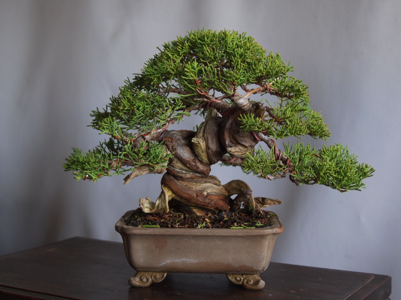 真柏改作 : 雨宮園 ~盆栽・山野草・陶芸~ 趣味が仕事でも・・・ 真柏改作 : 雨宮園 ~盆栽・山野草・陶芸~ 趣味が仕事でも・・・