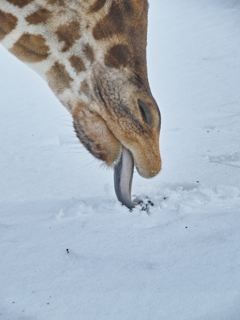 流氷とペンギンの散歩：北海道旅行　旭山動物園など_c0008948_10211480.jpg