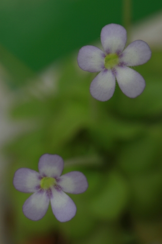 a0120949_63065.jpg
