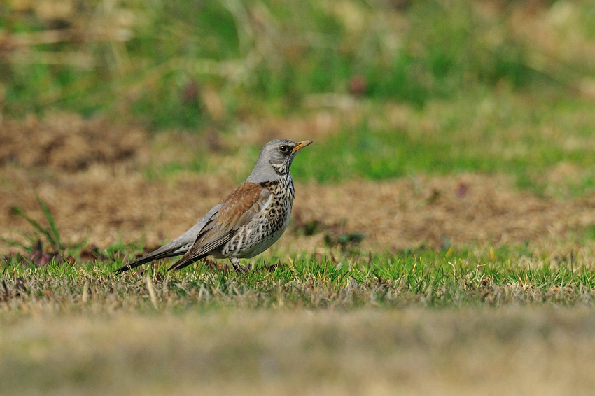 ノハラツグミ（Fieldfare）～2013.03 _b0148352_2040572.jpg