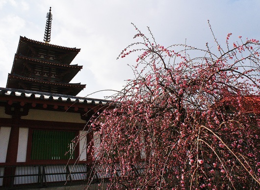 四天王寺のしだれ梅　＠大阪・天王寺_b0063958_23173481.jpg