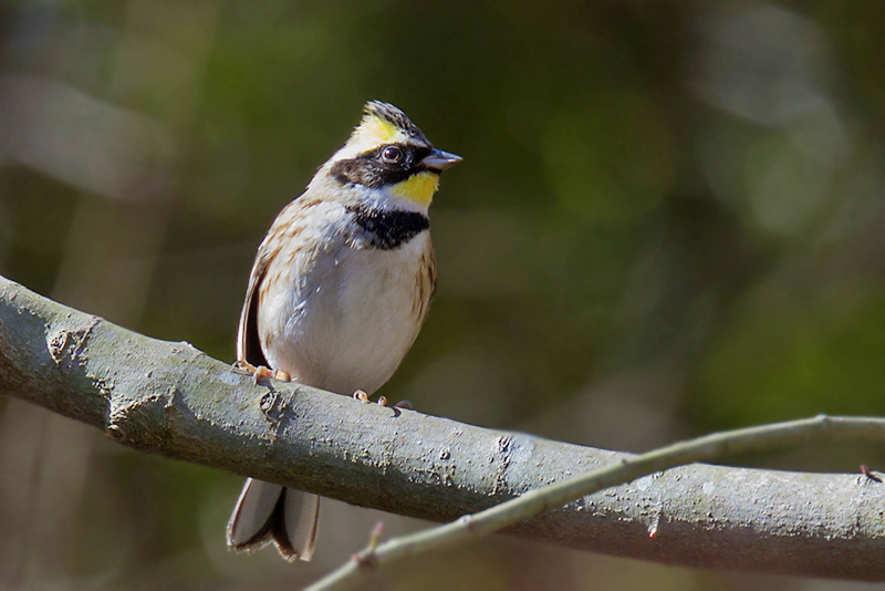 近所での鳥見_e0289167_12545145.jpg