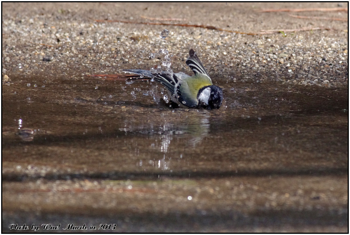 水浴びが好きシジュウカラ_c0198669_21271815.jpg