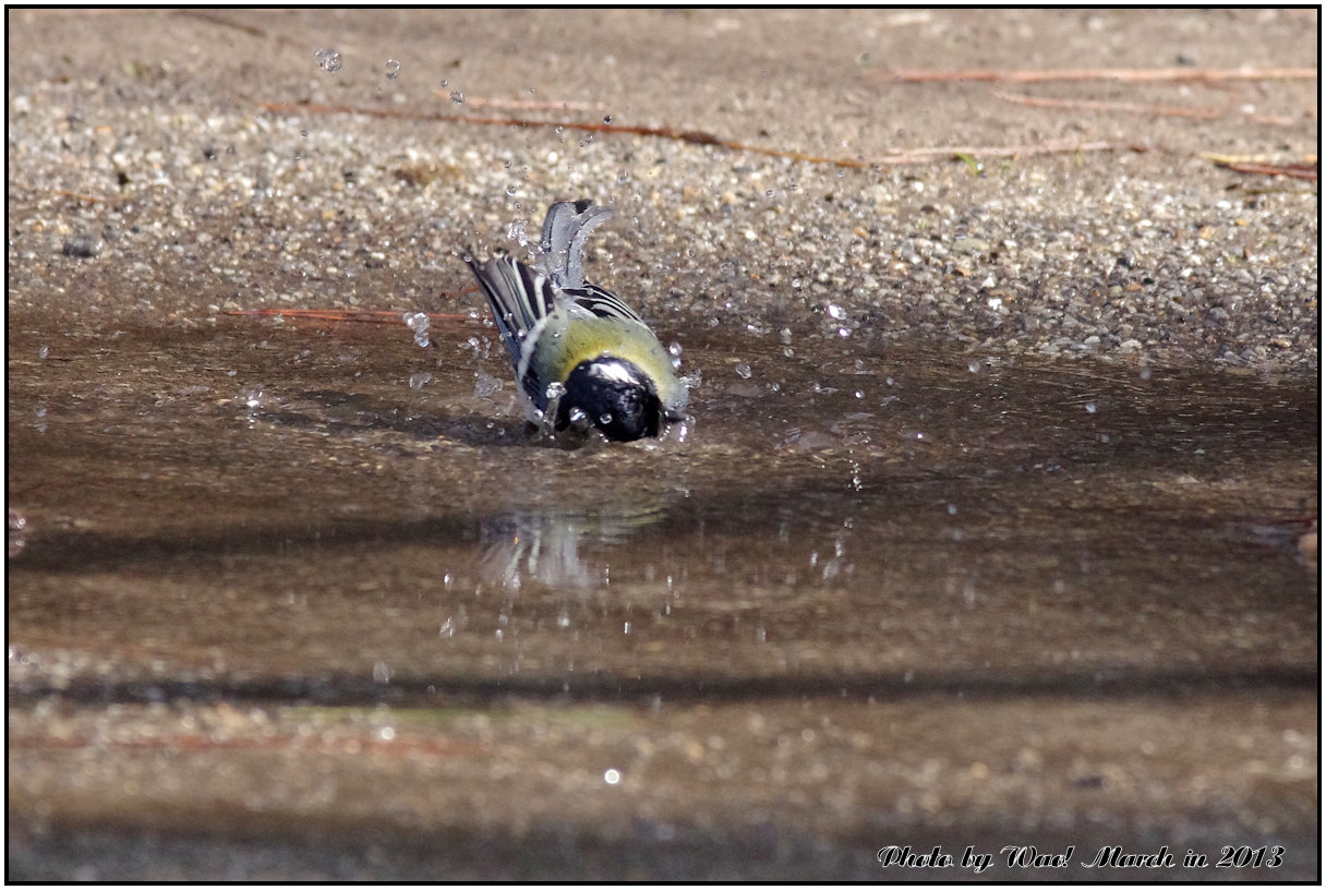 水浴びが好きシジュウカラ_c0198669_21273143.jpg