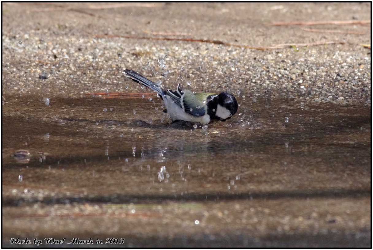 水浴びが好きシジュウカラ_c0198669_21274441.jpg