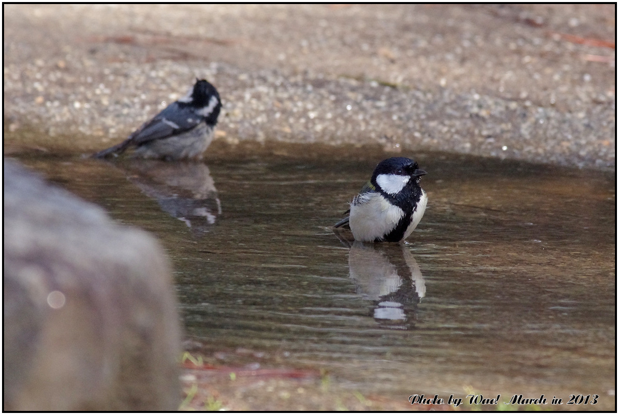 水浴びが好きシジュウカラ_c0198669_21294925.jpg