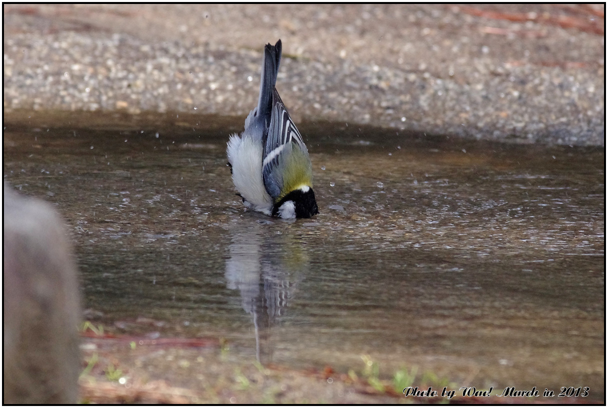 水浴びが好きシジュウカラ_c0198669_2129897.jpg