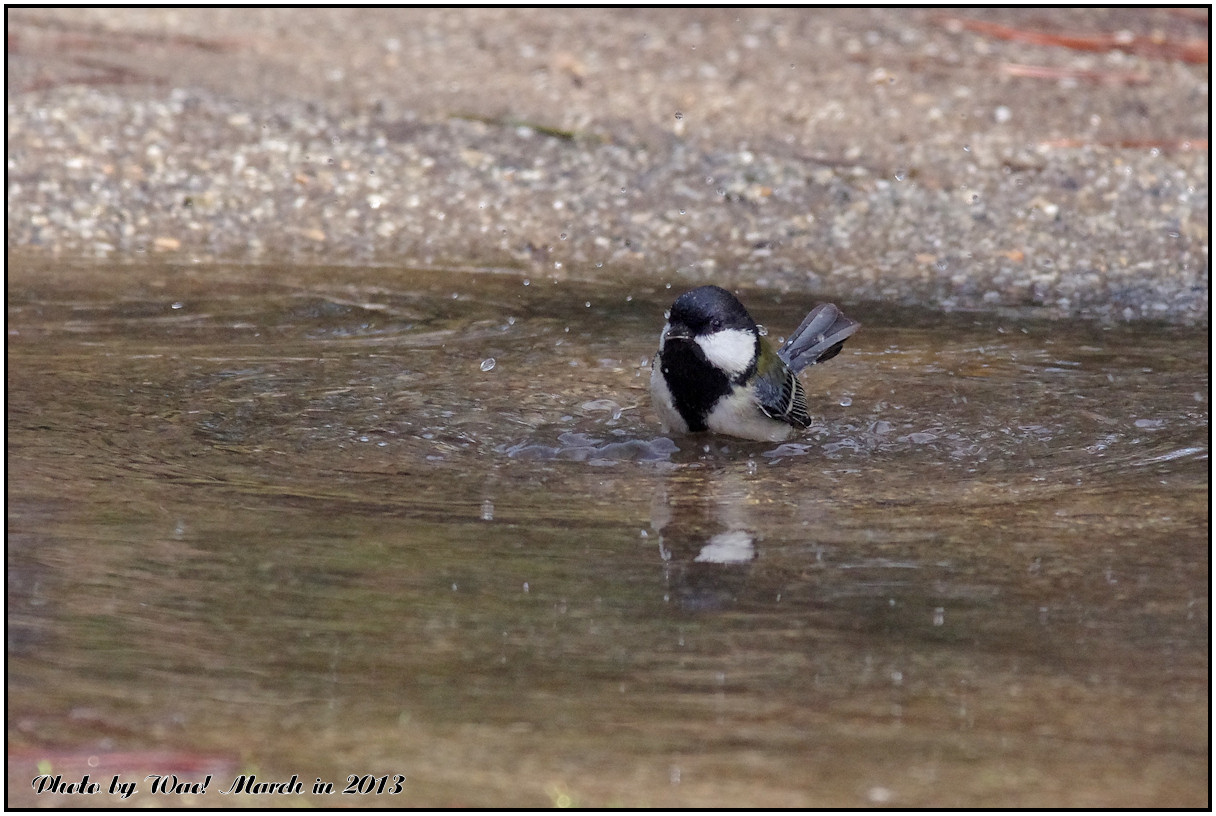 水浴びが好きシジュウカラ_c0198669_21301231.jpg