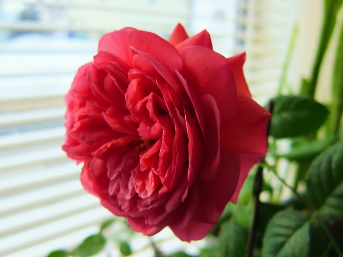 バラの挿し木の方法 : JUDEの庭と薔薇のカヲリ