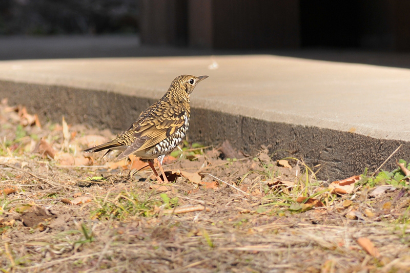 トラツグミ_f0053272_91752.jpg