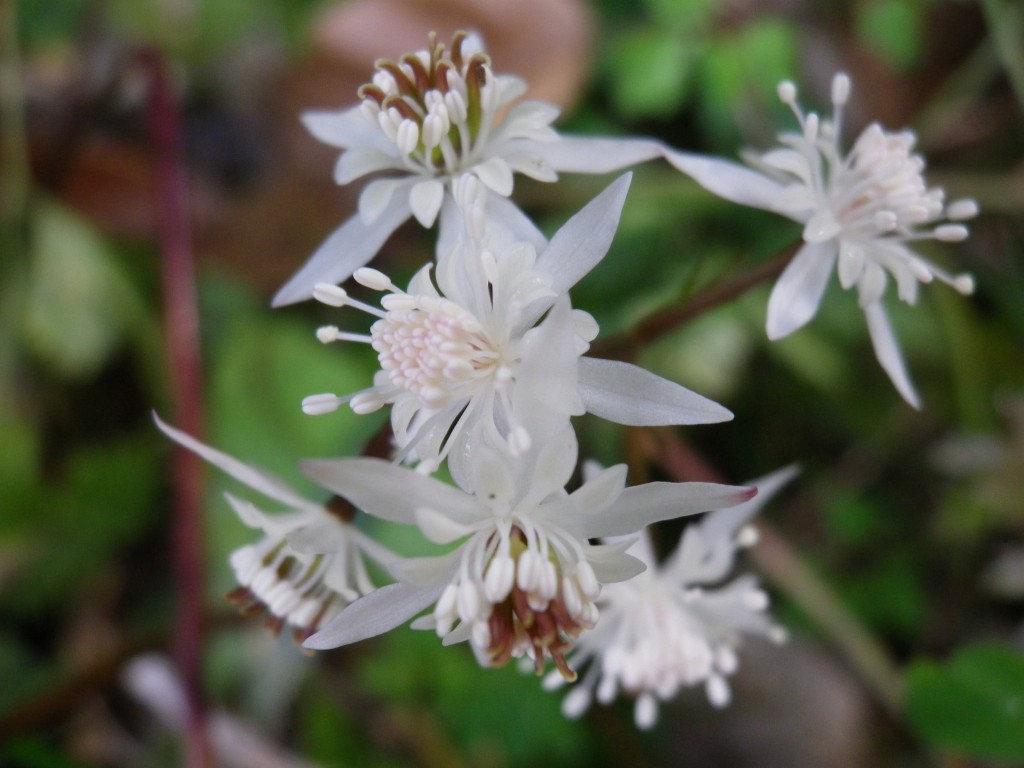 『芹葉黄連(セリバオウレン)の花達』_d0054276_21103928.jpg