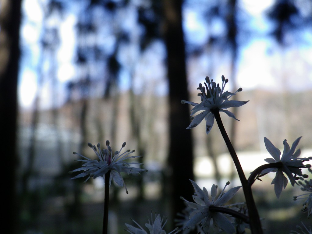 『芹葉黄連(セリバオウレン)の花達』_d0054276_21125124.jpg