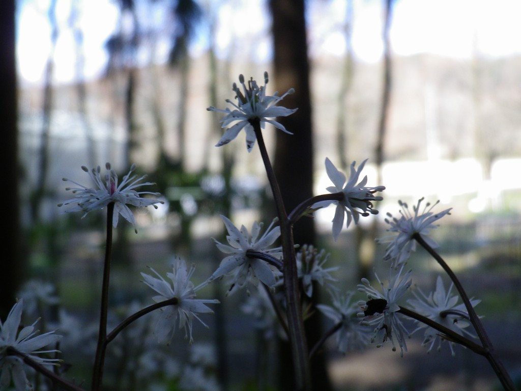 『芹葉黄連(セリバオウレン)の花達』_d0054276_21125935.jpg