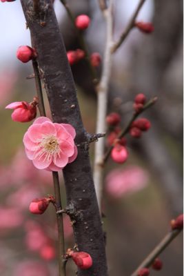 梅の花_a0059281_111333100.jpg