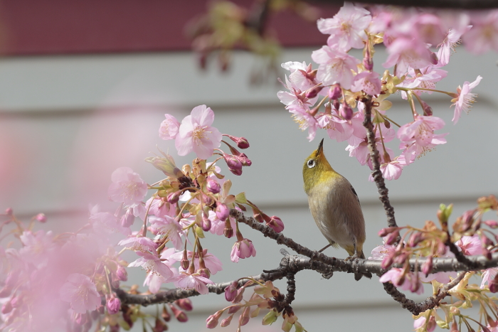 メジロと桜_c0239983_0124019.jpg