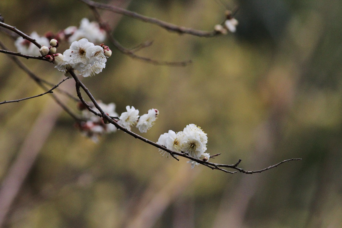 春風にのって　　　　≪　　　梅の花　　　≫_a0140000_1181121.jpg