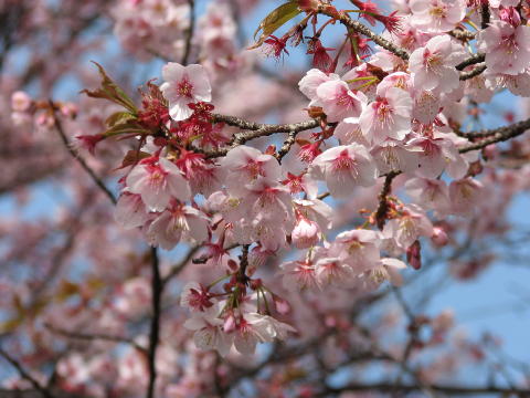 寒桜の生花_b0248803_1221865.jpg