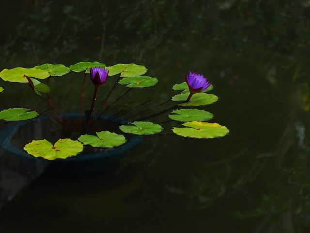 c0156908_8462489.jpg