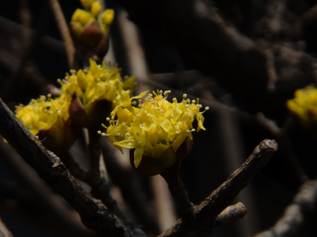 山茱萸 （さんしゅゆ）. （春黄金花（はるこがねばな））・・・２０１４・３・１０_f0231709_16101022.jpg