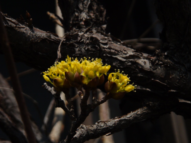 山茱萸 （さんしゅゆ）. （春黄金花（はるこがねばな））・・・２０１４・３・１０_f0231709_16113264.jpg