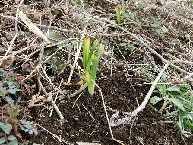 恐るべし、元吉原地区の地域力! 沼川桜お花見会_f0141310_7252835.jpg