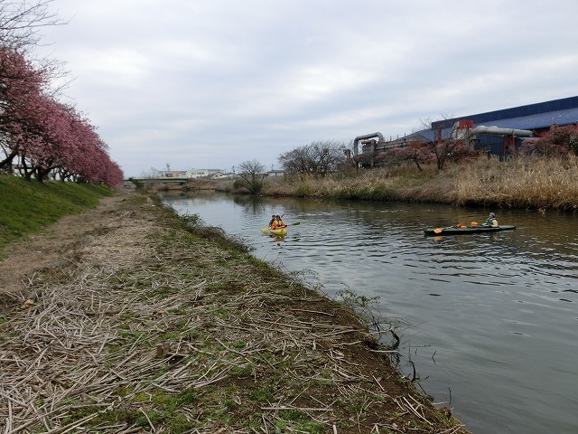 恐るべし、元吉原地区の地域力! 沼川桜お花見会_f0141310_7254545.jpg