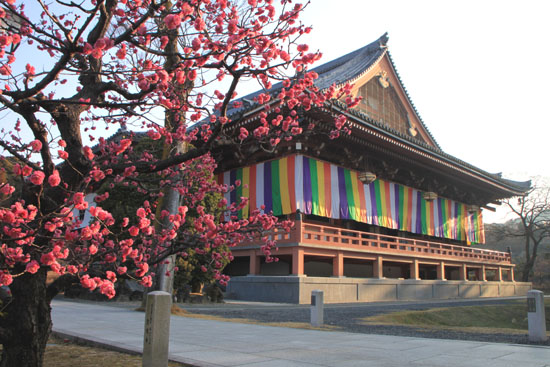 智積院 梅花満開_e0048413_20531075.jpg