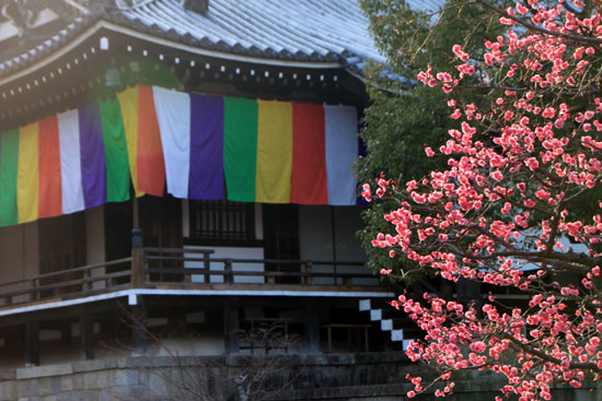 智積院 梅花満開_e0048413_20533988.jpg