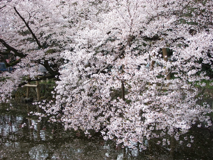 「桜が散って、桜が咲いた」冗談のような話！_f0103126_23185623.jpg