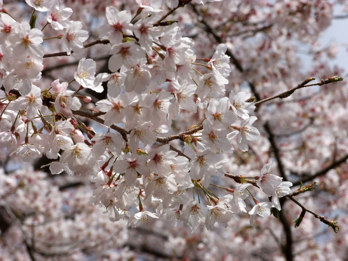 「桜が散って、桜が咲いた」冗談のような話！_f0103126_23193336.jpg