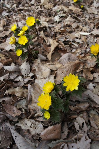 寿長生の郷、弥生3月のお花_f0155431_2213726.jpg
