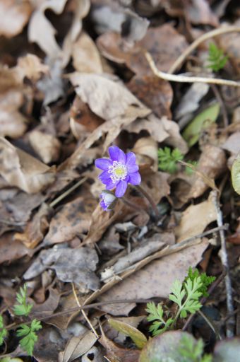 寿長生の郷、弥生3月のお花_f0155431_222855.jpg