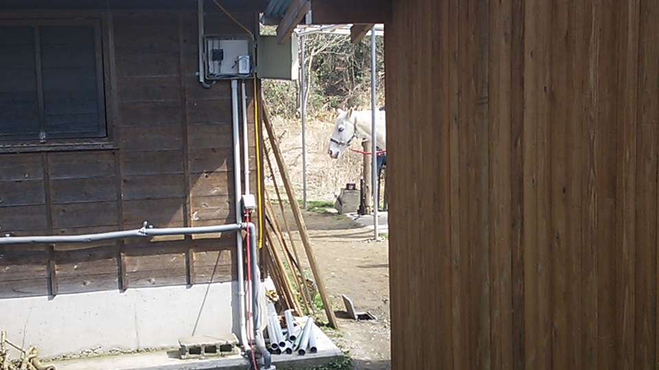 急激な春到来_e0145441_21304798.jpg