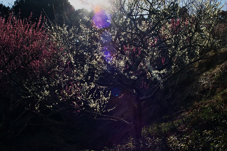 蓮華寺池公園の梅園_a0264542_22232885.jpg