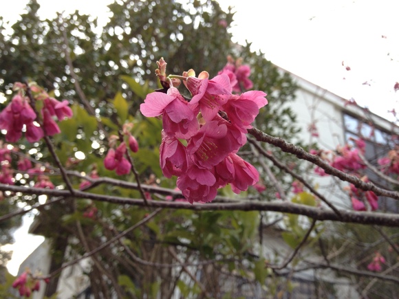 出羽島の【緋寒桜(ヒカンザクラ)】咲きましたよ～(●^^●)ノ_a0280142_17309.jpg