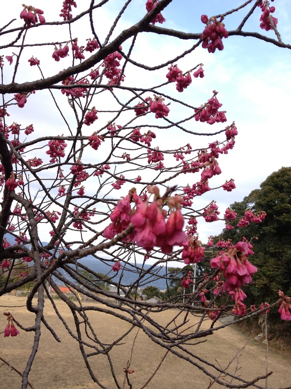 出羽島の【緋寒桜(ヒカンザクラ)】咲きましたよ～(●^^●)ノ_a0280142_17312530.jpg