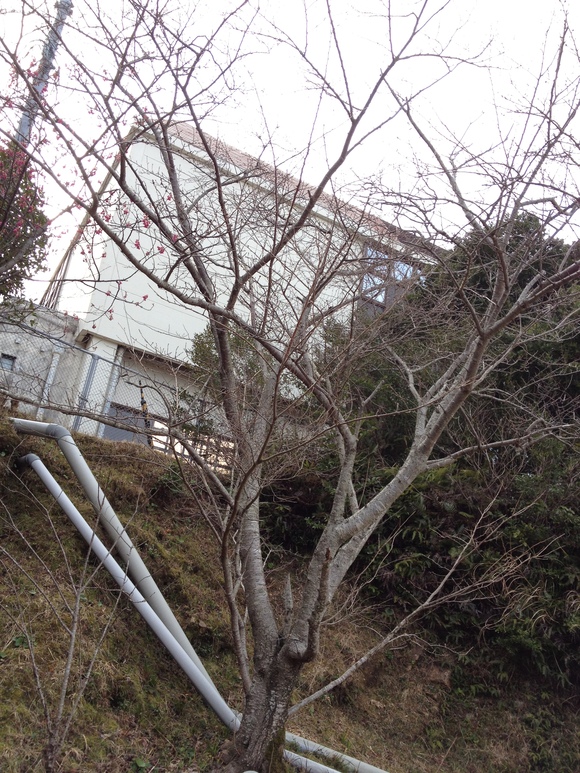 出羽島の【緋寒桜(ヒカンザクラ)】咲きましたよ～(●^^●)ノ_a0280142_1738124.jpg