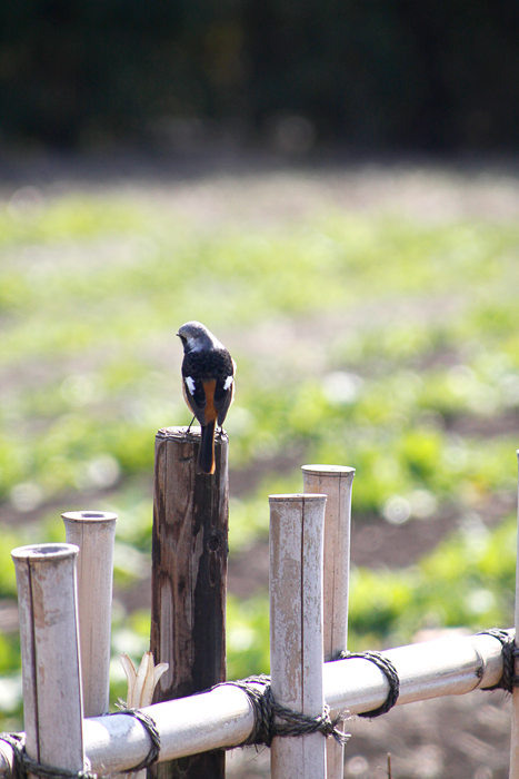 可愛い野鳥_b0049843_2034422.jpg