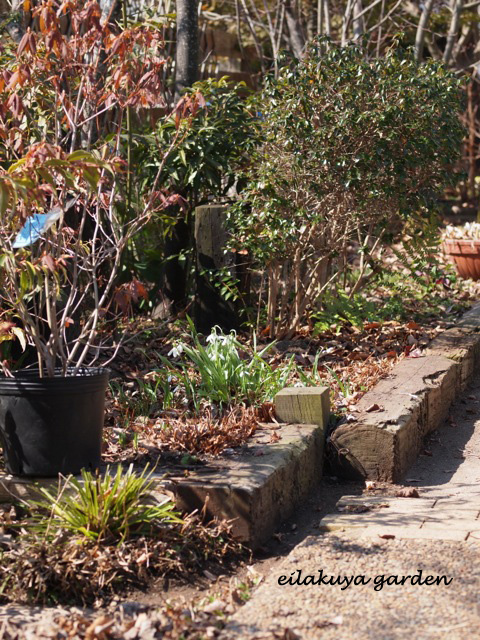 動き出した春 動き出した僕 永楽屋ガーデン 自然を愛する スローライフな庭造り