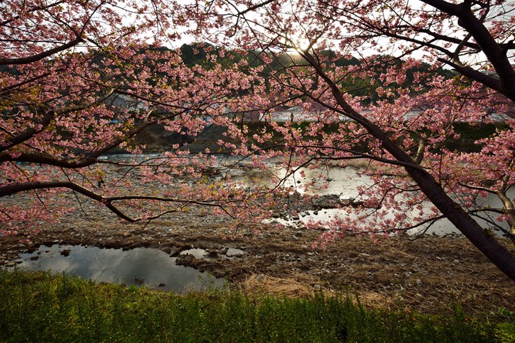 伊豆 河津川の河津桜_f0222161_15351933.jpg