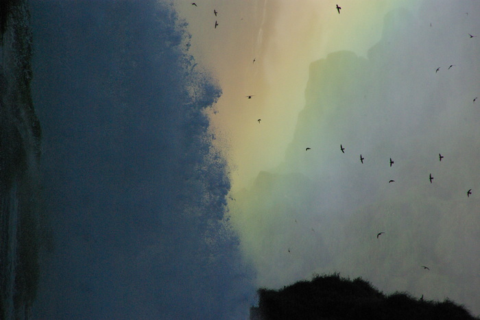 イグアスのオオムジアマツバメ　The Great Dusky Swift of Iguazu _e0140365_22114039.jpg