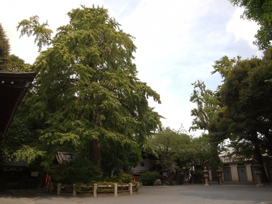 七社神社 (北区西ケ原2丁目)_e0163471_17363752.jpg