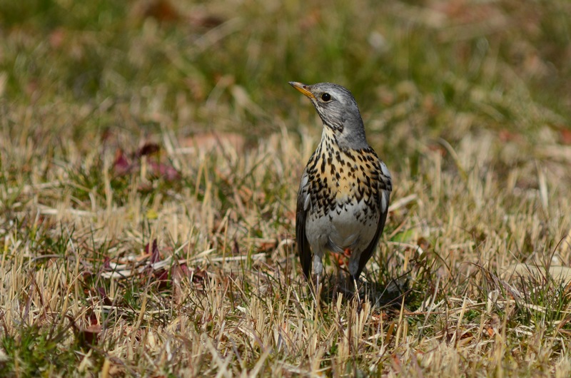 野原でツグミ_f0088971_22424899.jpg