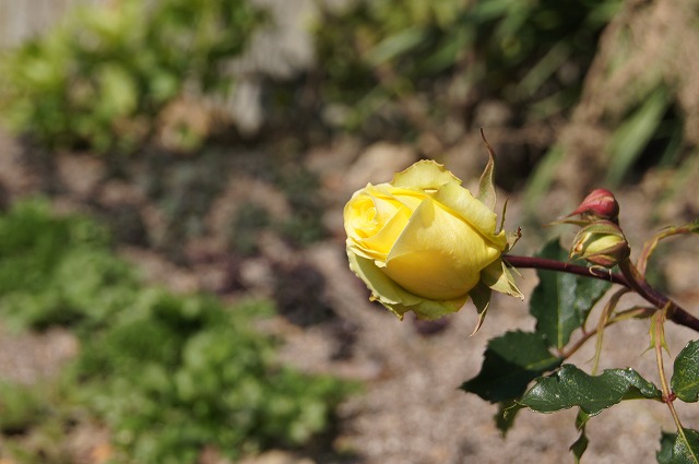 e0181373_22272837.jpg