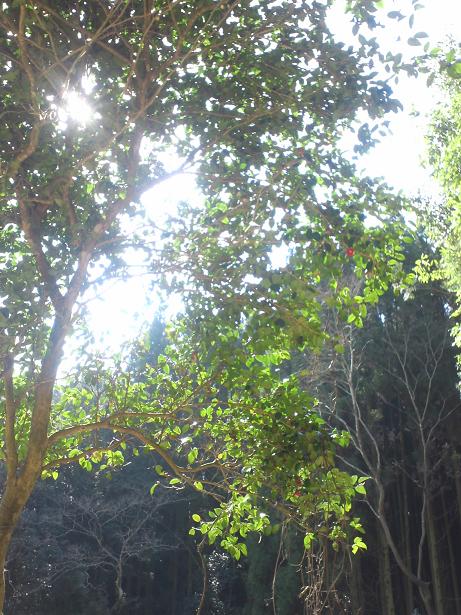 e0203580_11332062.jpg